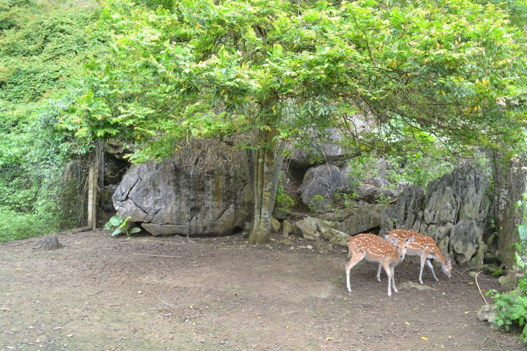 A Couple of Deer in Cat Ba National Park