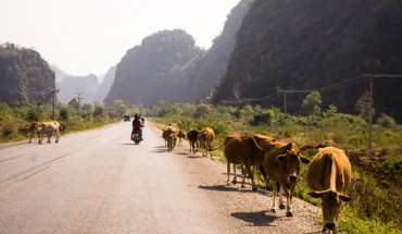 The cows in Route 12, Tha Khaek