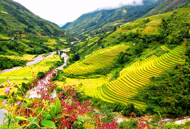 Rice terraces in Sapa