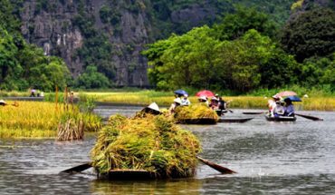 Locals with boats full of rices, Trang An