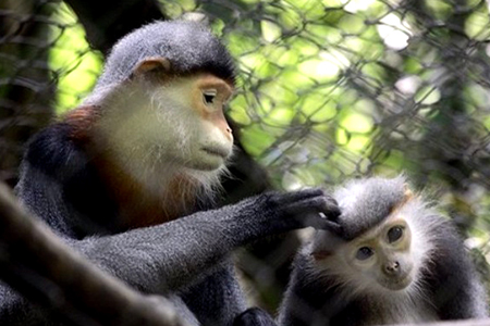 Cuc Phuong National Park