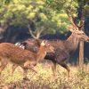 Cuc phuong National Park