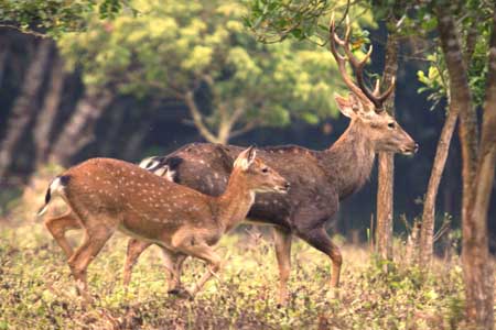 Cuc phuong National Park