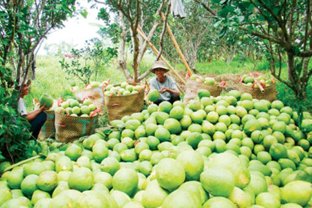 Fruit garden - Vietnam culinary tours