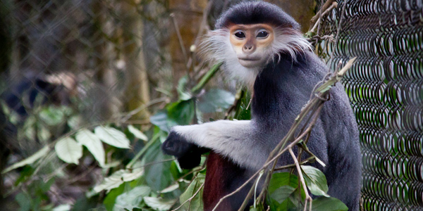 Grey-Shanked Douc Langur at The Endangered Primate Rescue Center - Cuc Phuong National Park