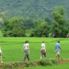 Hike through the rice paddies of Mai Chau