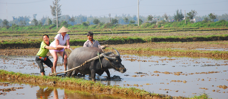 Hoi An Country Life Experience Tour