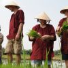 Hoi An Wet Rice Farmer Tour