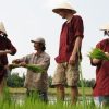 Hoi An Wet Rice Farmer Tour