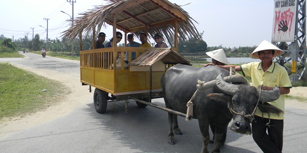 Hop on a Buffalo Pulling Cart to discover the village and farming life on your way