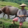 Learn all about the rice growing process in Living Land Farm