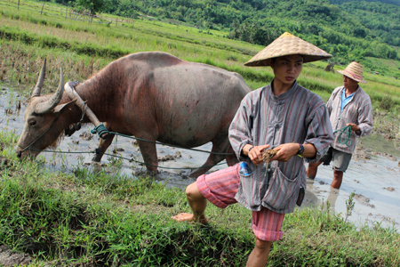 Learn all about the rice growing process in Living Land Farm