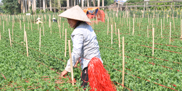 Meet the local people in their gardens, Dong Ngac Village