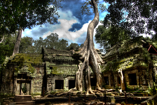 Old banyan tree roots on the roof of Ta Prohm Temple