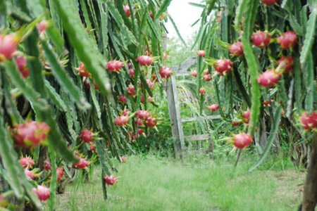 Pitaya garden