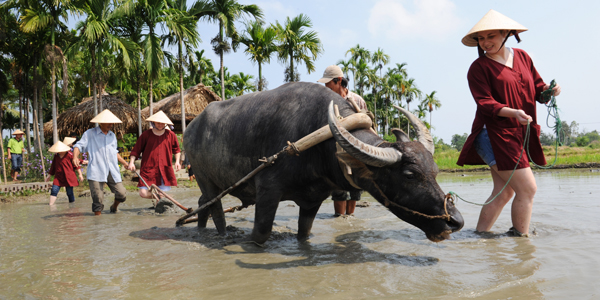 Ploughing and raking with buffalo on paddy field