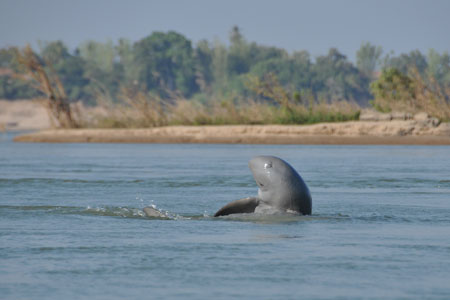 Rare Irrawaddy dolphin in Kratie