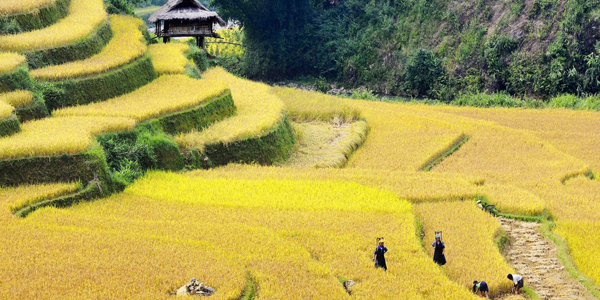 Rice paddies in northern Vietnam