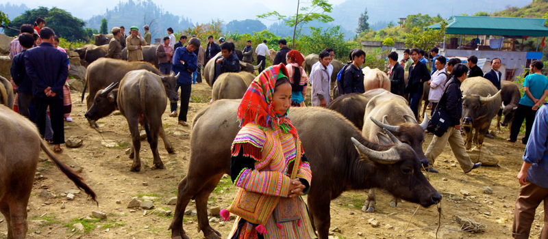 Sapa - Bac Ha Market Tour
