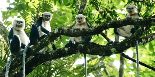 The monkeys in Cuc Phuong Natonal Park