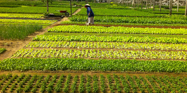 Tra Que Vegetable Gardens