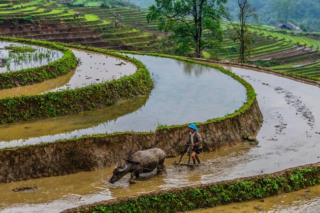 a local with his buffalo in the rice terrace