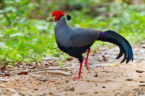 bird at nam cat tien national park