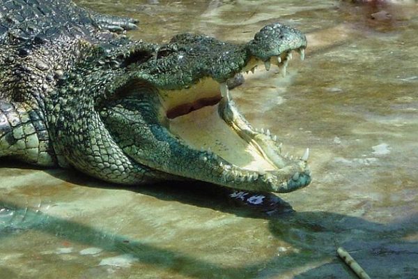 Crocodile at Nam Cat Tien National Park