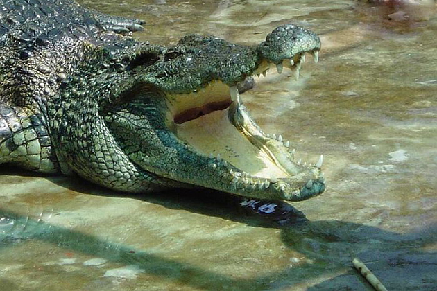 crocodile at nam cat tien national park