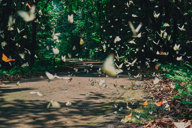 Butterfly in Cuc Phuong National Park