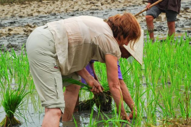 Growing rice in Hoi An - Vietnam shore excursions