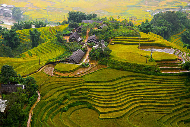 rice terraces sapa