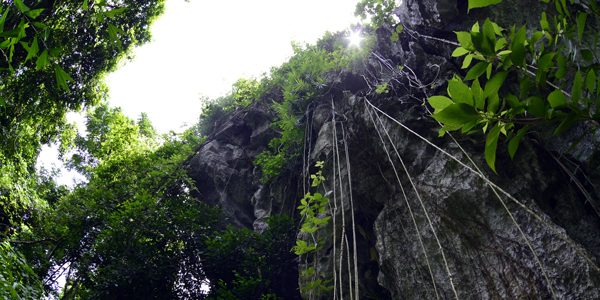 Lush green flora system near the cave