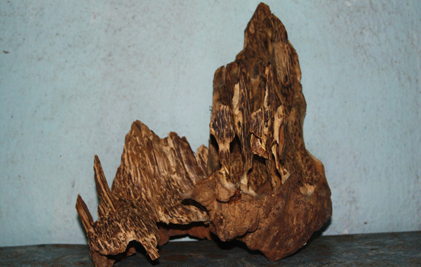 Sandal wood tram huong