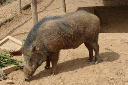 Wild Boar (Lon Rung)