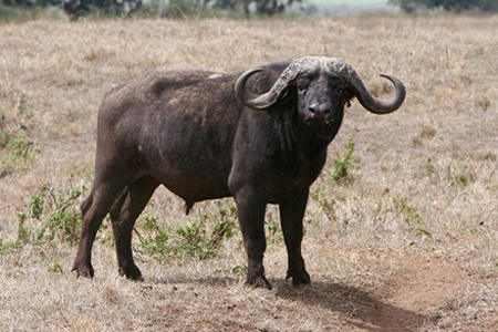 Wild Buffalo (Trau rung)