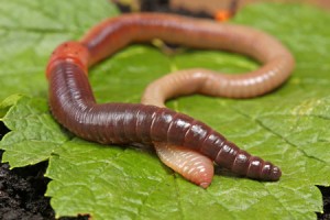 Worms (Giun)