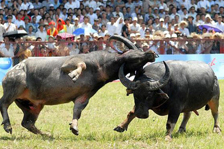 Buffalo-fight Festival in Hai Phong