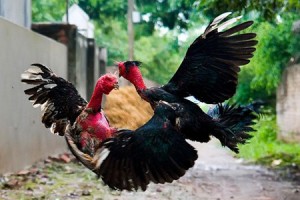 Cock Fighting in Vietnam