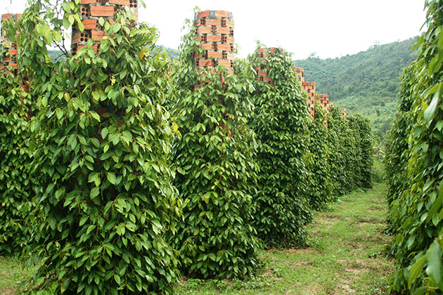 Khu Tuong Eco Farm in phu quoc island