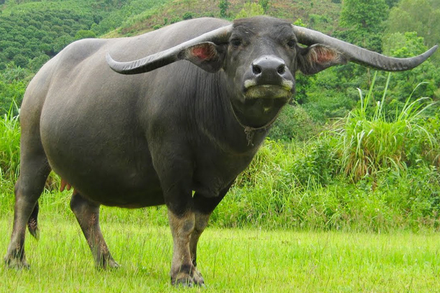 Vietnamese Zodiac Animals - Buffalo