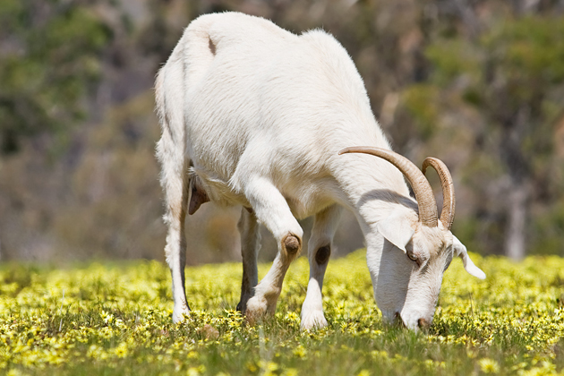 Vietnamese Zodiac Animals - Goat