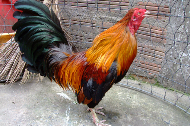 Vietnamese Zodiac Animals - Rooster
