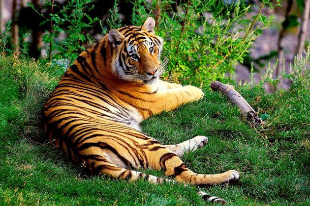 Vietnamese Zodiac Animals - Tiger
