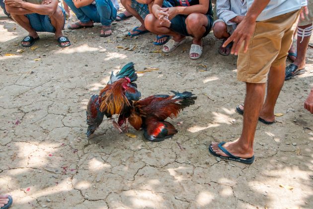 a battle of cock fighting in vietnam