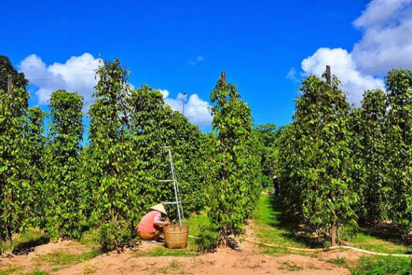 phu quoc pepper farm north phu quoc