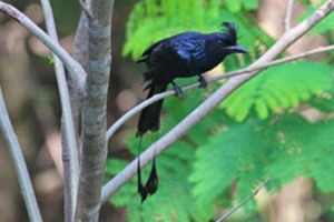 the drongo and the crow