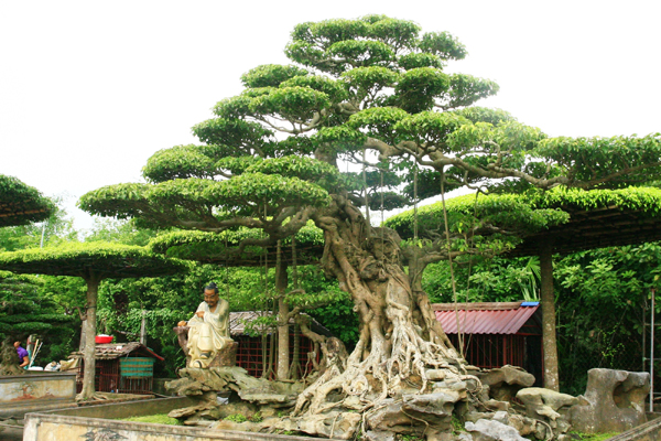 Bonsai Tree in Vi khe Village