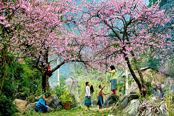 Charming Moc Chau