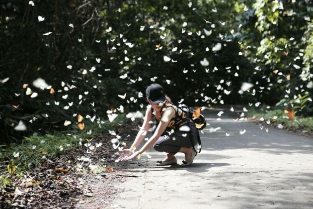 see butterflies at nam cat tien national park